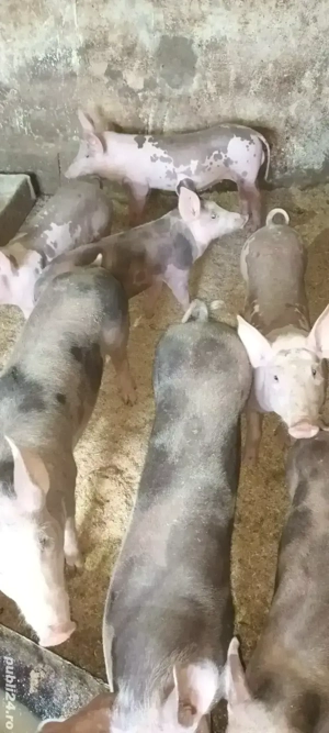 vând purcei  - imagine 3 vând purcei  - imagine 3