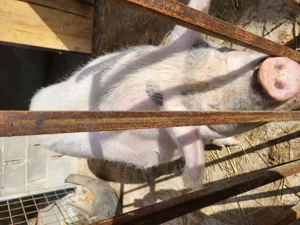 Porc pentru sacrificat - imagine 2