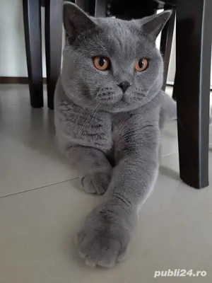 Puiuți bristish shorthair blue  - imagine 3