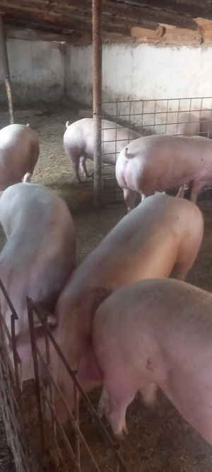 Porci de carne 100kg la 160kg