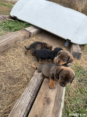 vând puii tekel - imagine 3 vând puii tekel - imagine 3