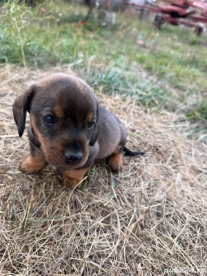 vând puii tekel - imagine 2 vând puii tekel - imagine 2