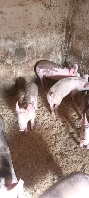 vând purcei  - imagine 5 vând purcei  - imagine 5