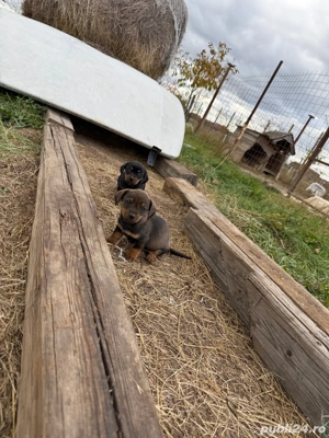 vând puii tekel - imagine 4 vând puii tekel - imagine 4