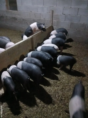 De vânzare purcei bazna cu origine! - imagine 4