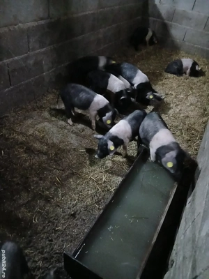 De vânzare purcei bazna cu origine! - imagine 5