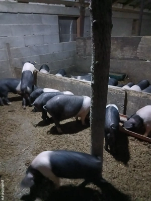 De vânzare purcei bazna cu origine! - imagine 2