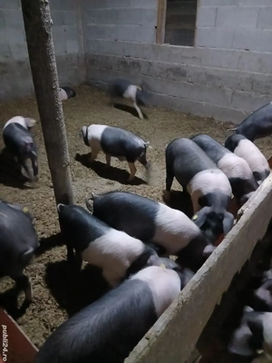 De vânzare purcei bazna cu origine!