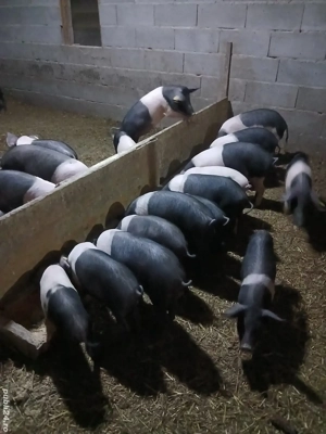 De vânzare purcei bazna cu origine! - imagine 3