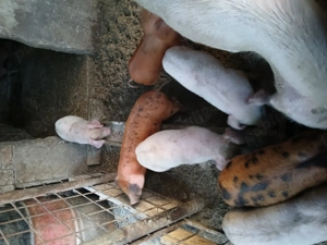 Vand purcei rasa românească foarte frumosi - imagine 3