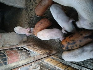Vand purcei rasa românească foarte frumosi