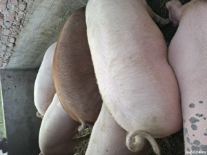 pordi de carne  - imagine 2