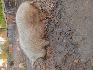 Vând scroafe mangalita  - imagine 2