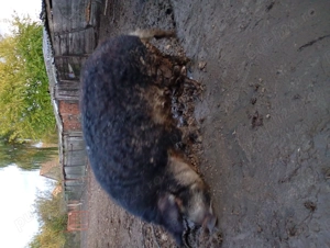 Vând scroafe mangalita