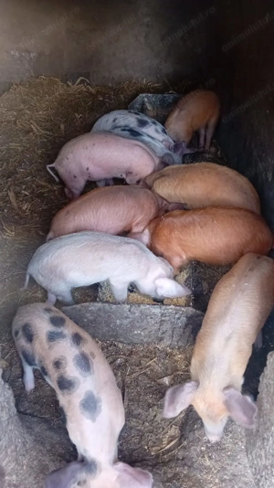 Purcei de vânzare. - imagine 2 Purcei de vânzare. - imagine 2