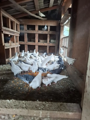 Vand porumbei voiajori albi și alte culori + porumbei voltati Pret de la 30 lei perechea- 100 lei pe - imagine 2 Vand porumbei voiajori albi și alte culori + porumbei voltati Pret de la 30 lei perechea- 100 lei pe - imagine 2