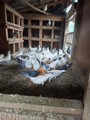 Vand porumbei voiajori albi și alte culori + porumbei voltati Pret de la 30 lei perechea- 100 lei pe