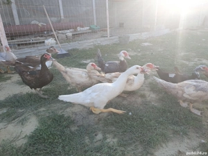 Rate  mute vor să zboare - imagine 2