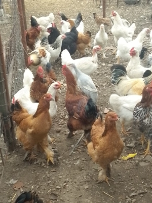 Găini de casă de vânzare 