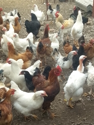 Găini de casă de vânzare  - imagine 2 Găini de casă de vânzare  - imagine 2