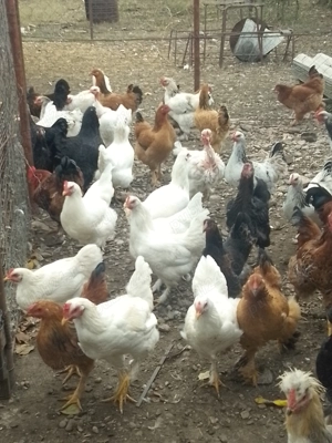 Găini de casă de vânzare  - imagine 5 Găini de casă de vânzare  - imagine 5