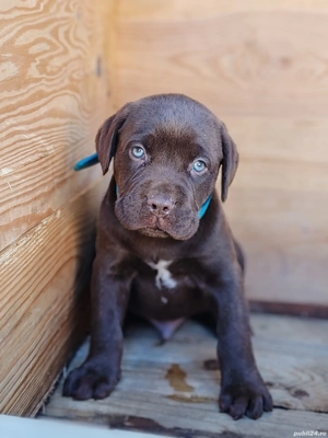 Cane corso disponibile  - imagine 2