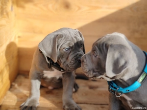 Cane corso disponibile 