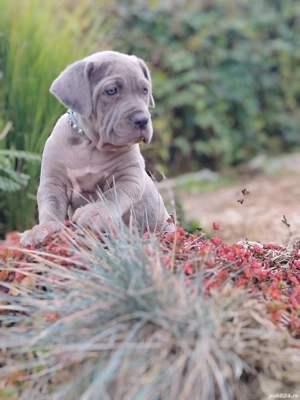 Cane corso disponibile  - imagine 4
