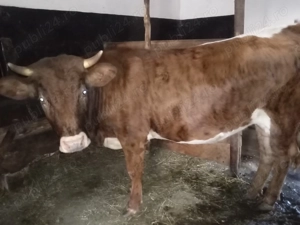 Vând junincă gestantă 