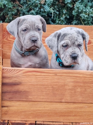 Cane corso disponibile 