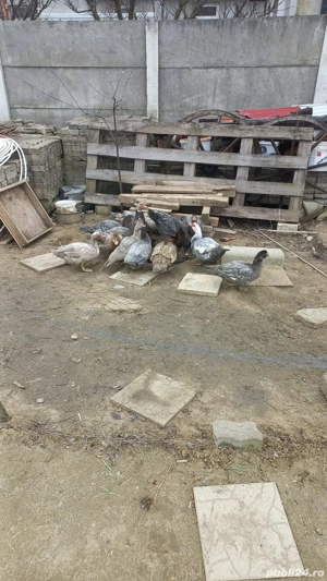 Rate  mute vor să zboare - imagine 3