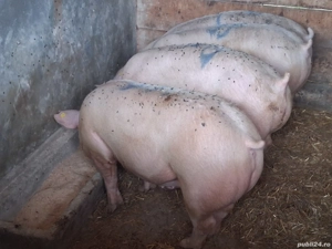 vând porci  128,130,134,135,146 kg,Rasa de calitate Marele Alb &Pic, carne  100%!