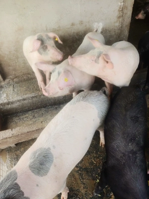 Porci grasuti detalii in privat - imagine 4