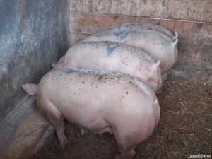 vând porci  128,130,134,135,146 kg,Rasa de calitate Marele Alb &Pic, carne  100%! - imagine 2