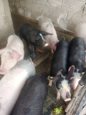 Porci grasuti detalii in privat