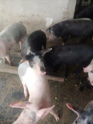 Porci grasuti detalii in privat - imagine 3