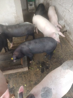 Porci grasuti detalii in privat - imagine 2