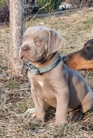 Cane corso disponibile  - imagine 5