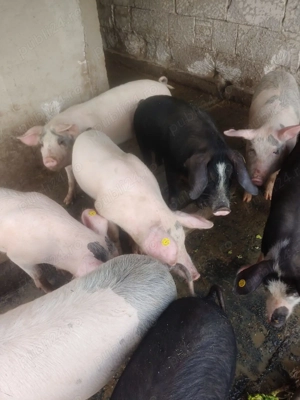 Porci grasuti detalii in privat - imagine 5