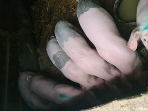 Scrofite Landrace reproducere  - imagine 4