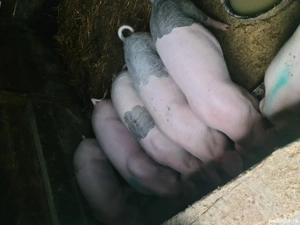 Scrofite Landrace reproducere  - imagine 2