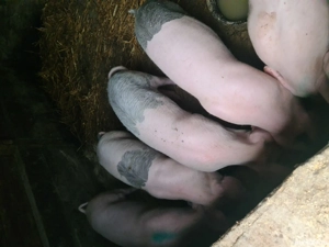 Scrofite Landrace reproducere 