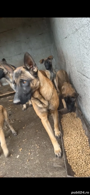 Ciobanesc belgian malinois