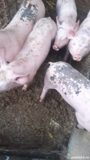 Vand purcei de monta - imagine 3 Vand purcei de monta - imagine 3