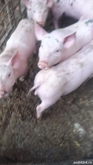 Vand purcei de monta