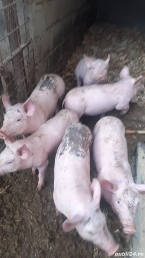 Vand purcei de monta - imagine 2 Vand purcei de monta - imagine 2