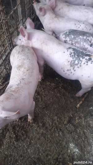 Vand purcei de monta - imagine 4 Vand purcei de monta - imagine 4