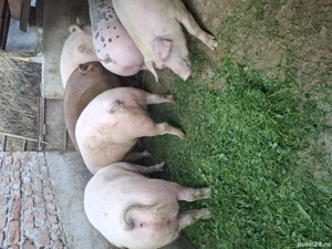 pordi de carne  - imagine 3