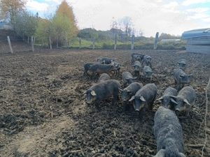 Vând purcei rasa Mangalița