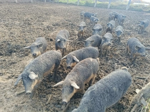 Vând purcei rasa Mangalița - imagine 4